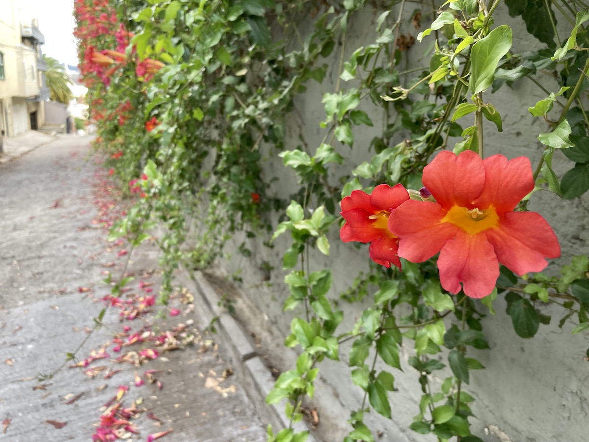 View of an alley with a wall of leaves, and red flowers.
