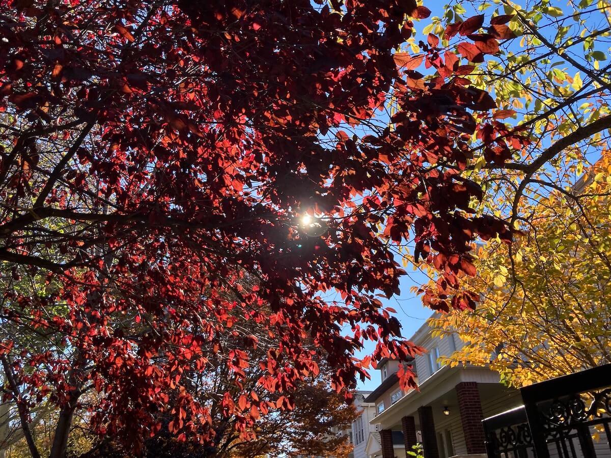A view up at red leaves on a tree. The sun is shining through.