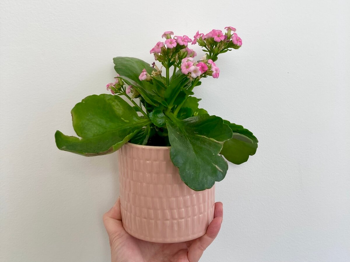 A hand holds up a potted plant with pink flowers.