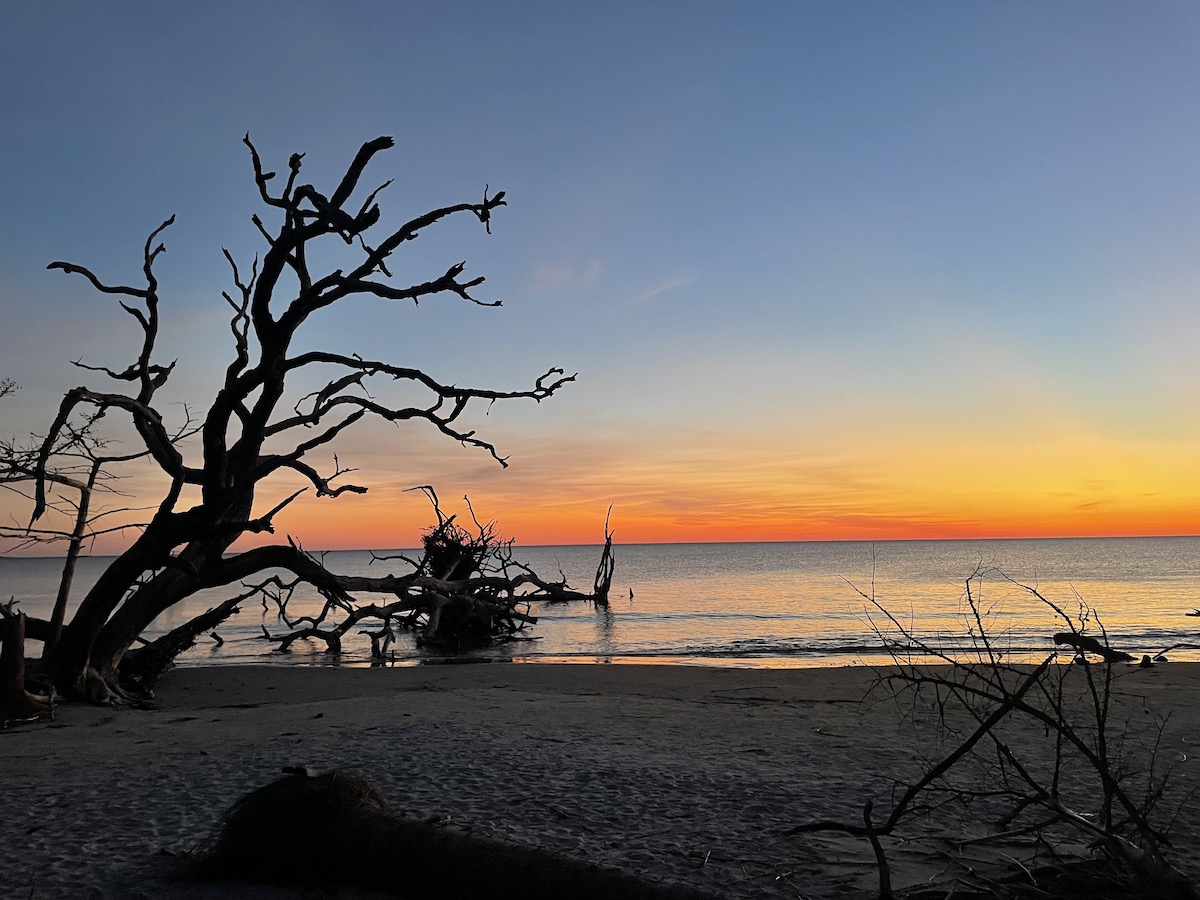 Driftwood beach at sunrise, orange blue sky