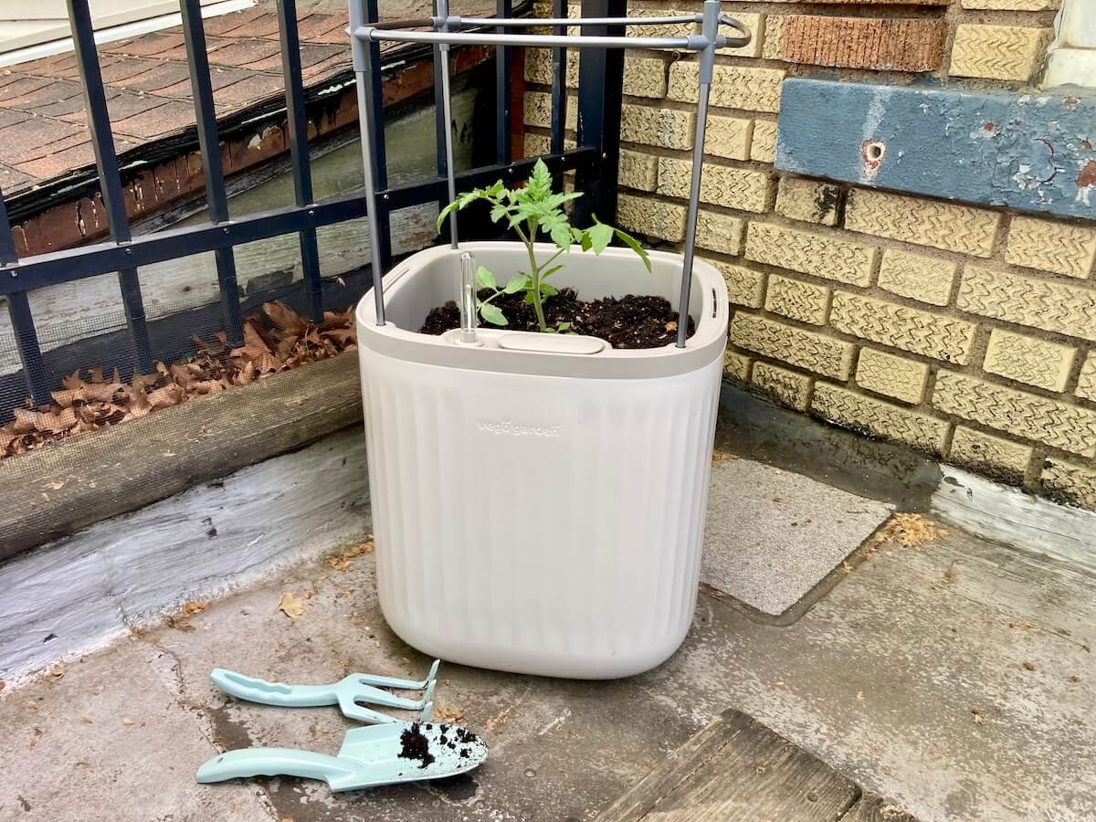 A rectangular plastic tomato planter from Vego Garden with a metal trellis and a wee tomato plant in it. There is a gardening trowel and cultivator on the ground in front of the planter.